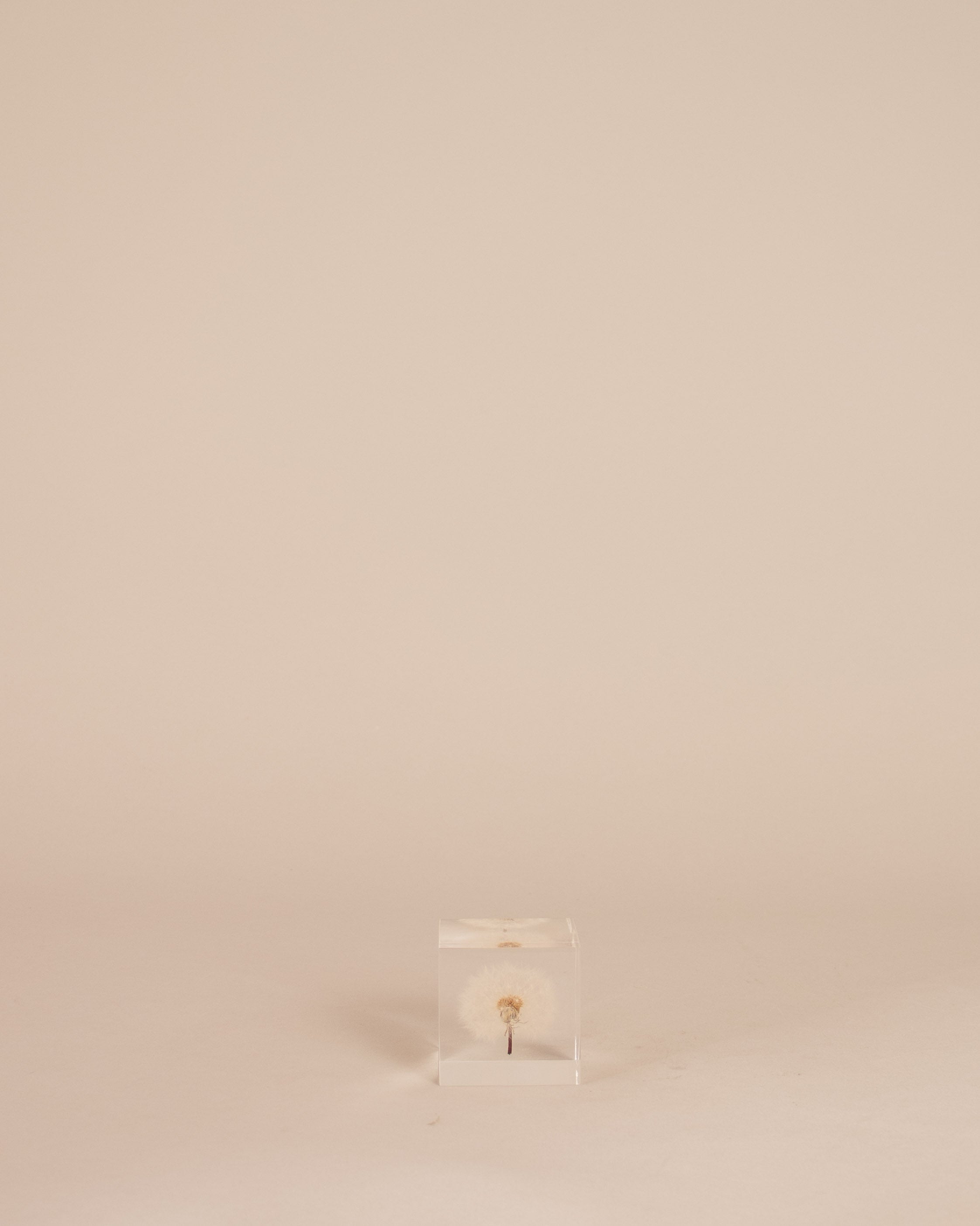 Dandelion Sola Cube - GOOD FRIEND