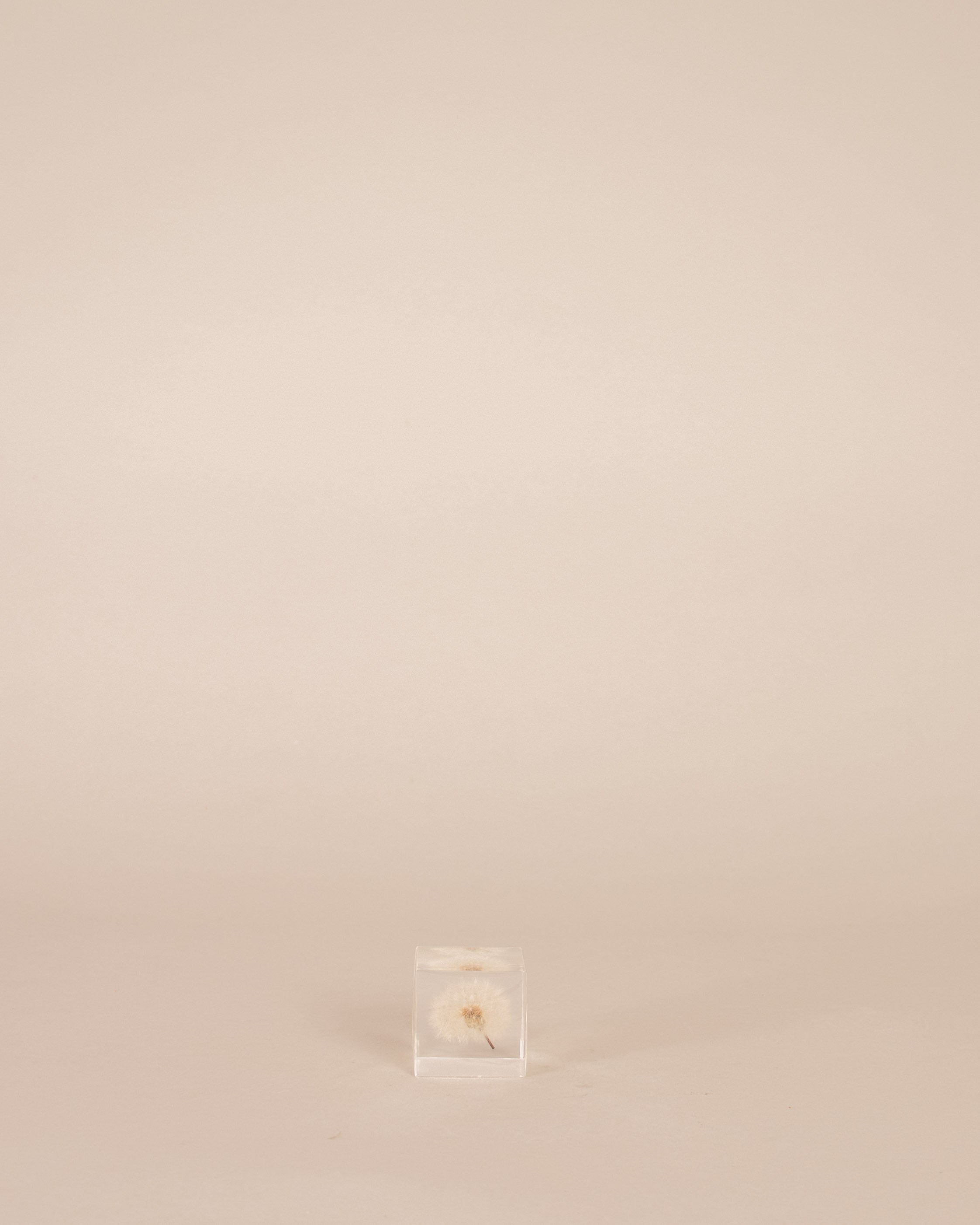 Dandelion Sola Cube - GOOD FRIEND