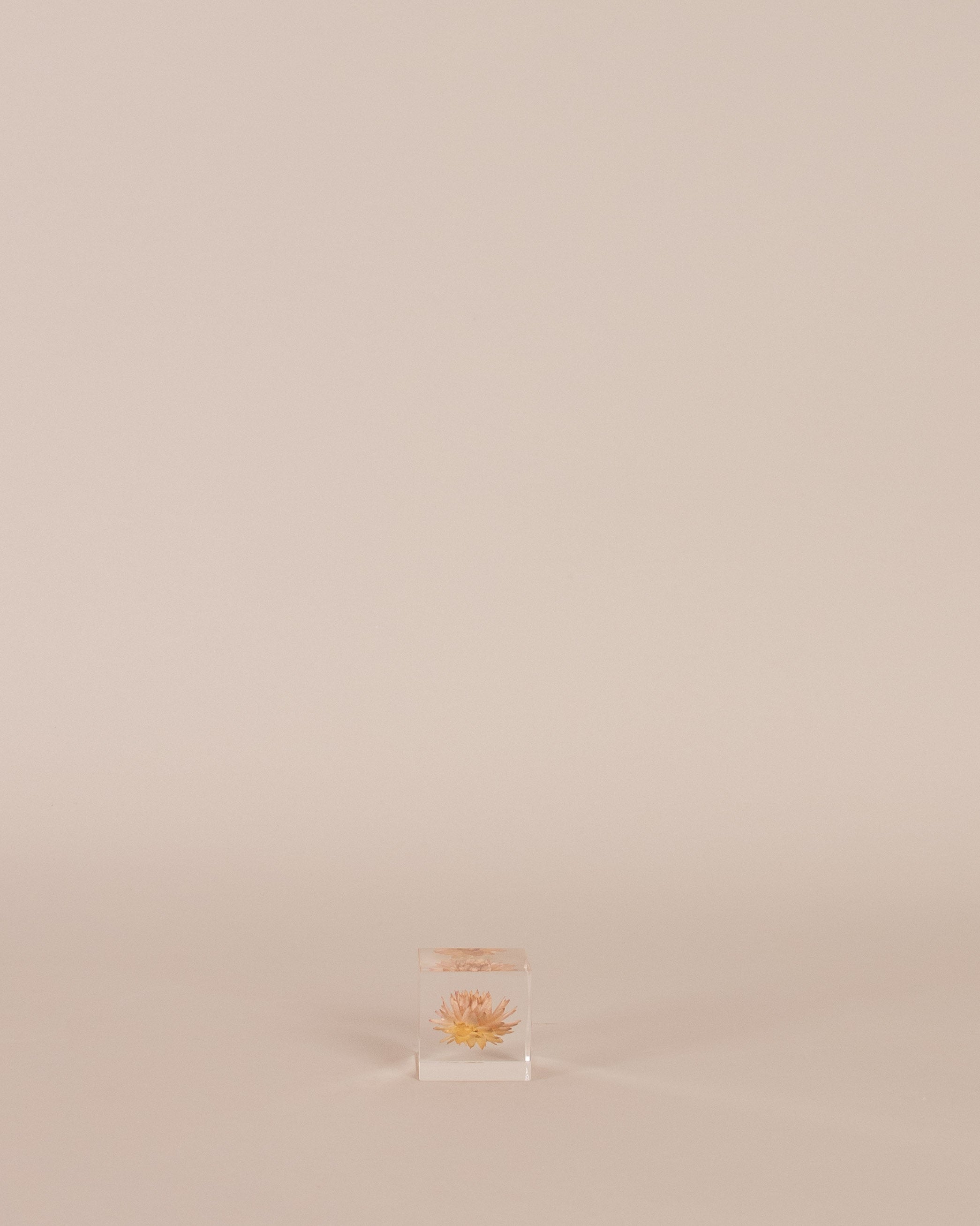 Strawflower Sola Cube