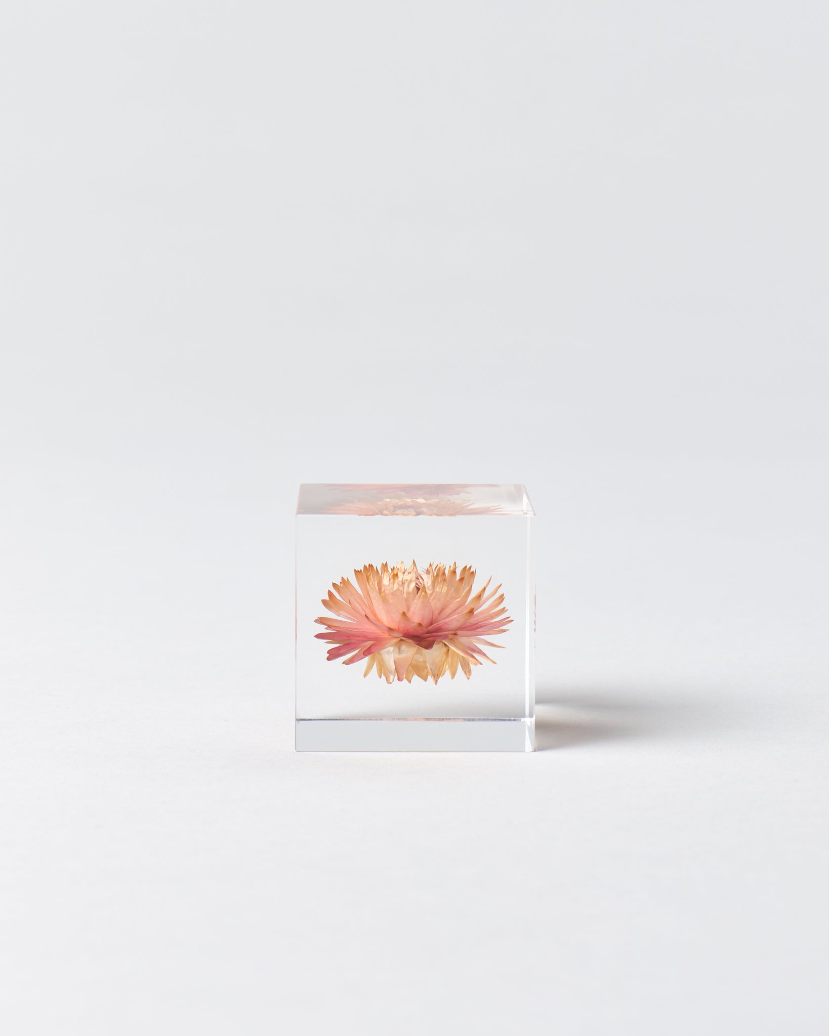 Strawflower Sola Cube - GOOD FRIEND