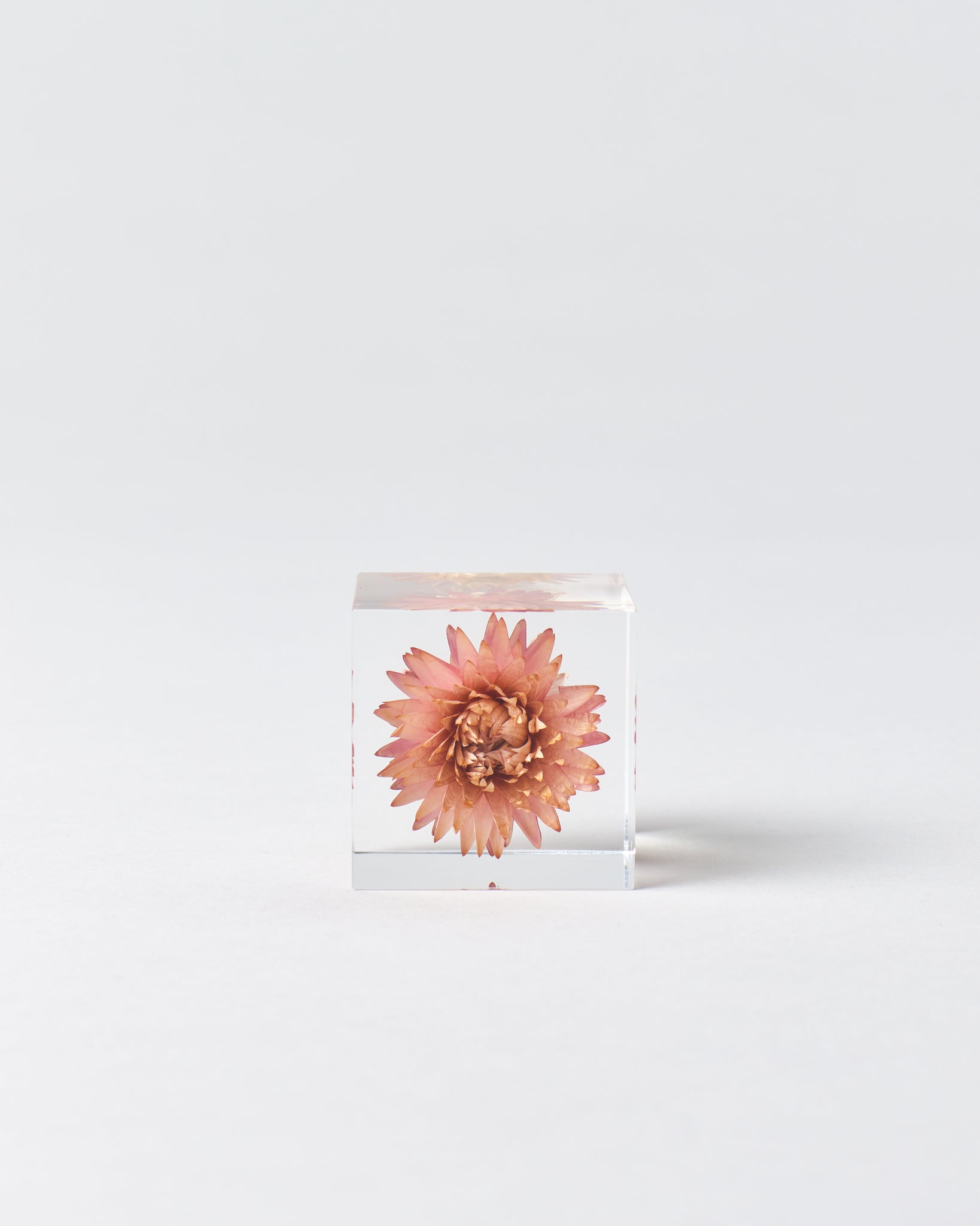 Strawflower Sola Cube - GOOD FRIEND