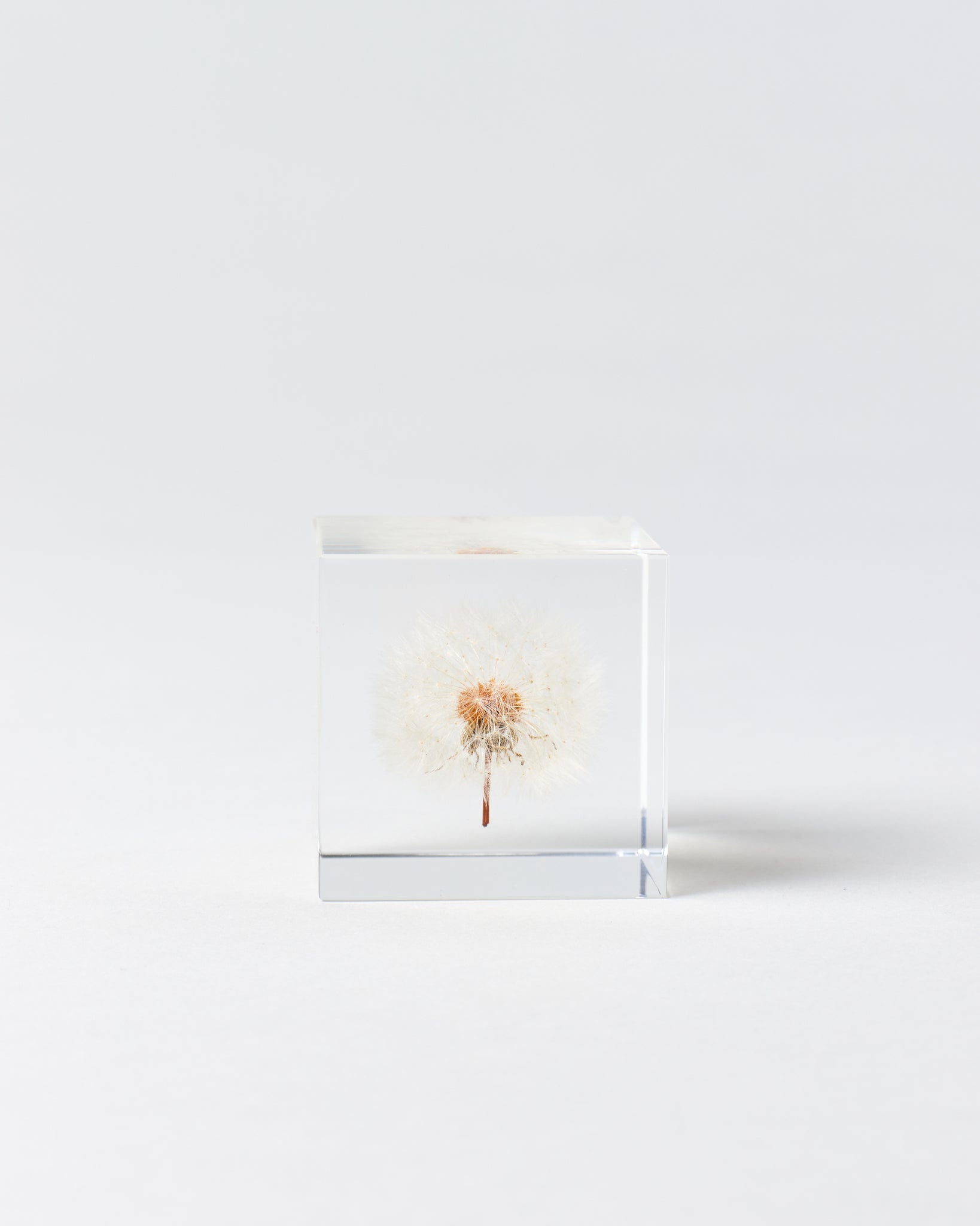 Large Dandelion Sola Cube - GOOD FRIEND