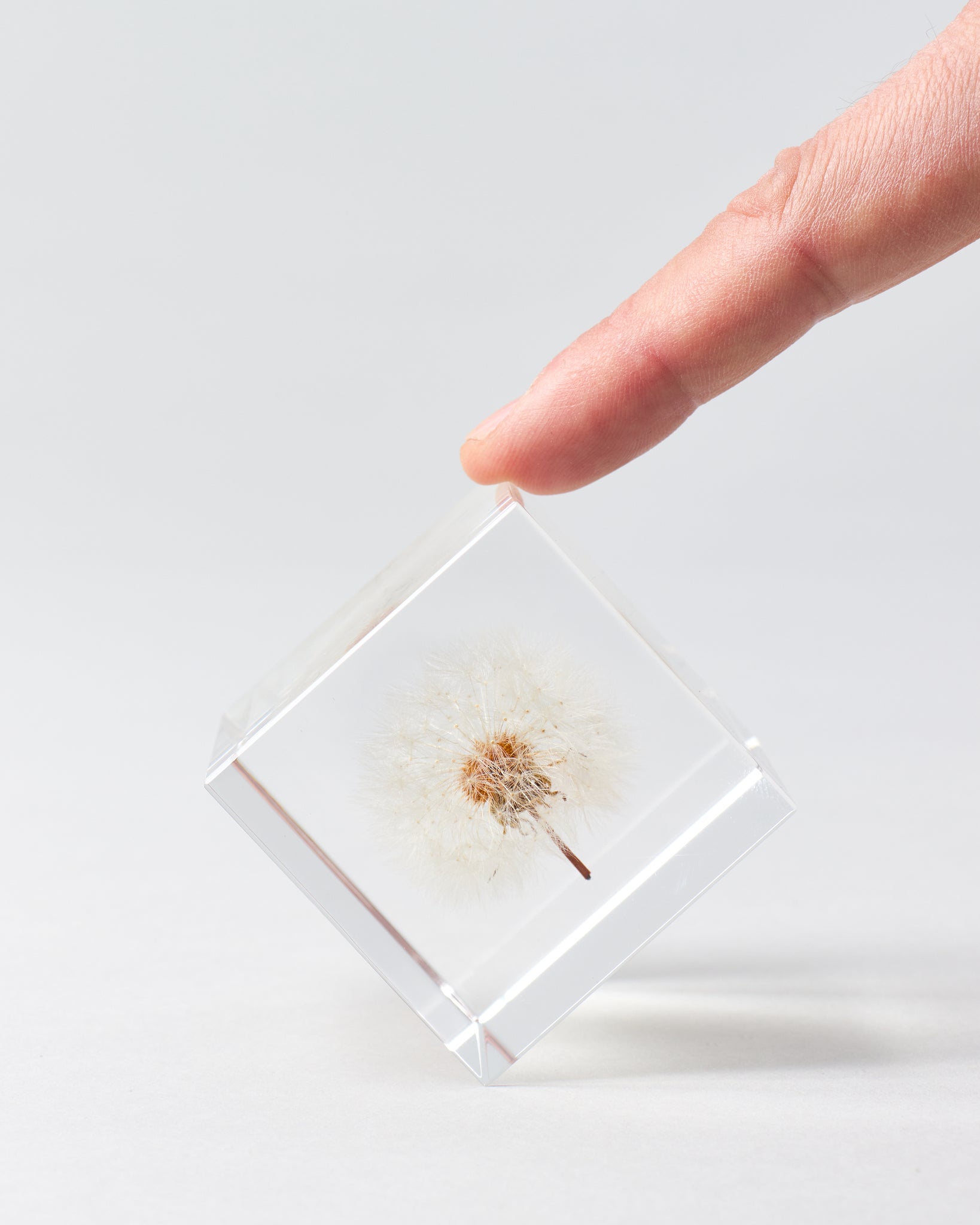 Large Dandelion Sola Cube - GOOD FRIEND