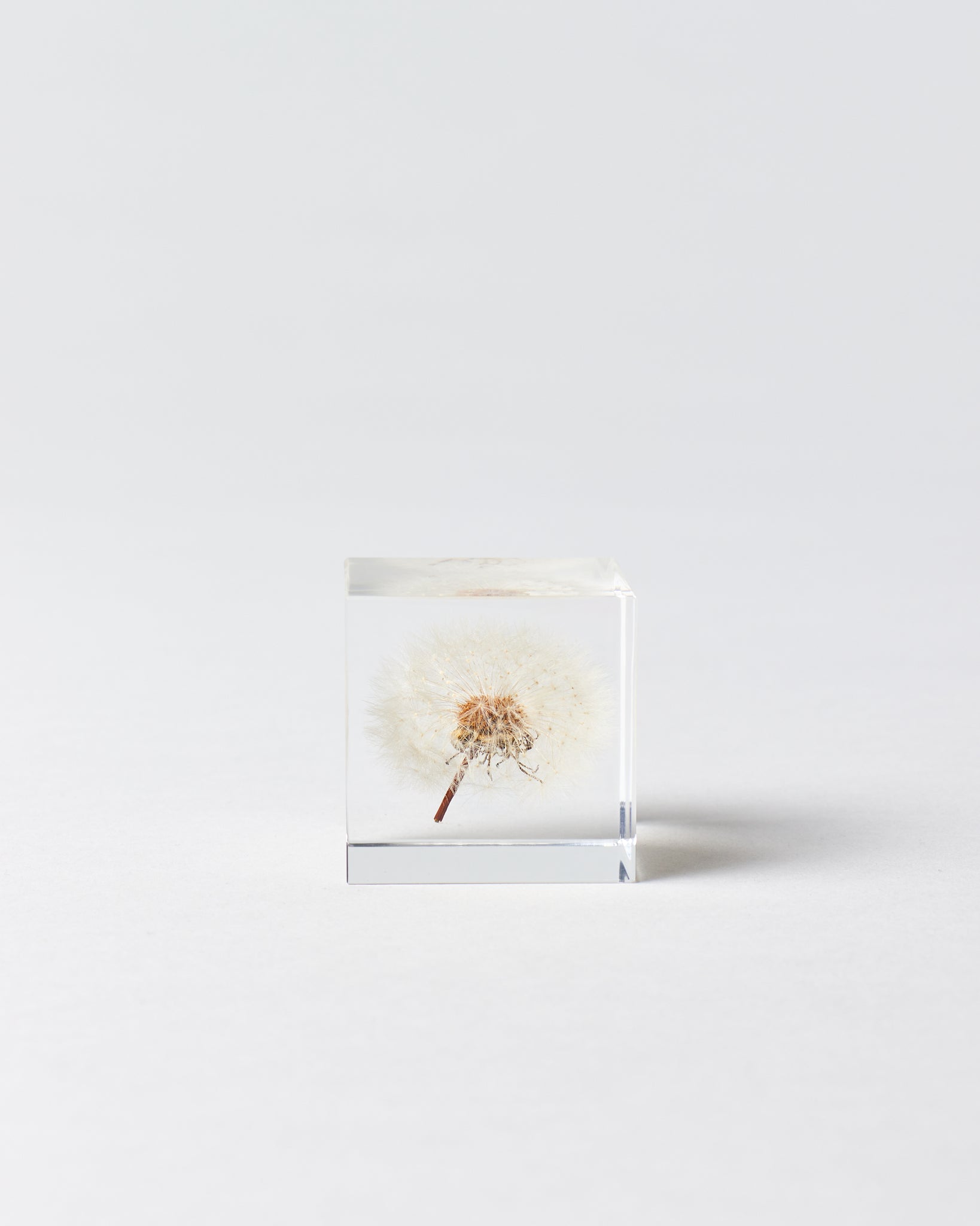 Small Dandelion Sola Cube - GOOD FRIEND