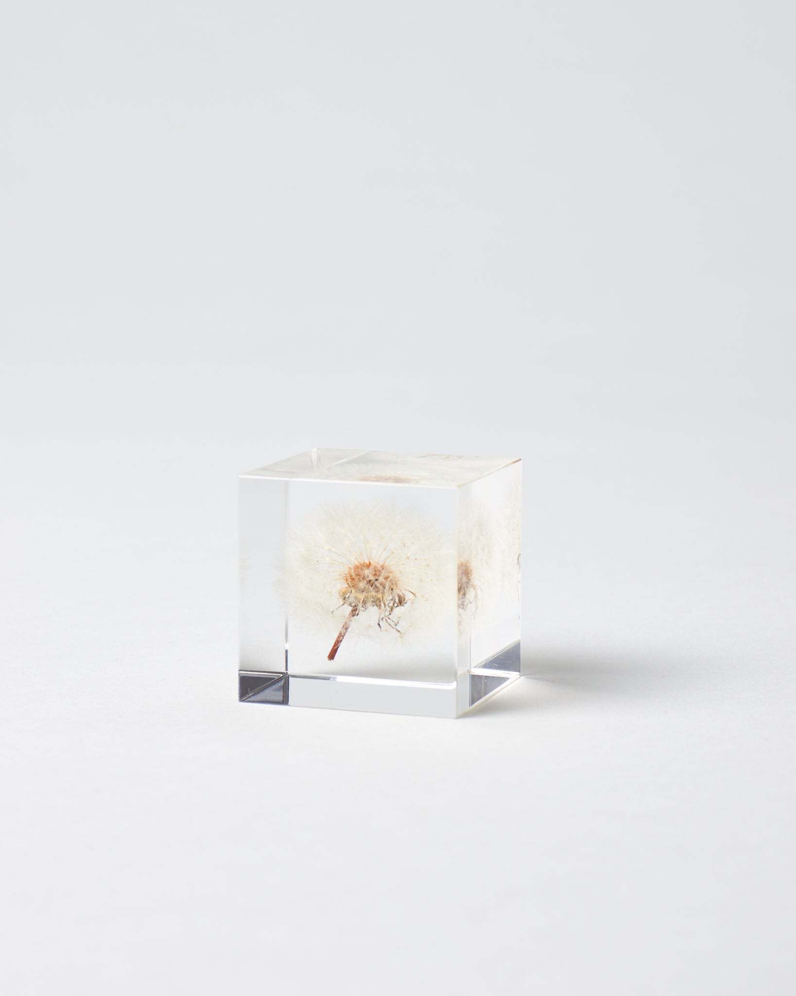 Small Dandelion Sola Cube - GOOD FRIEND